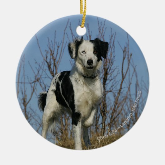 Border-Collie-Bein angehoben Keramikornament (Vorne)