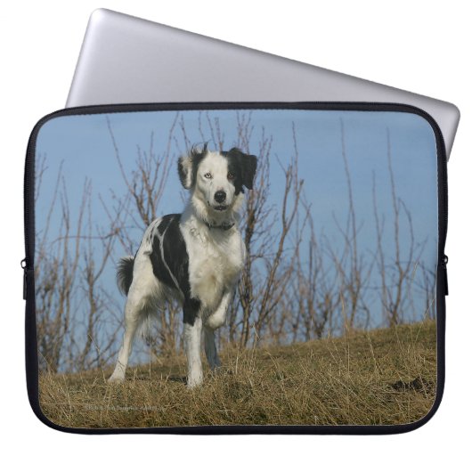 Border-Collie-Bein angehoben Laptopschutzhülle (Vorderseite)