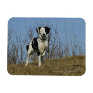 Border-Collie-Bein angehoben Magnet