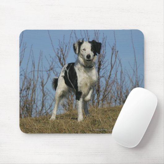 Border-Collie-Bein angehoben Mousepad (Mit Mouse)