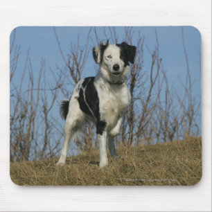 Border-Collie-Bein angehoben Mousepad
