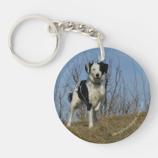 Border-Collie-Bein angehoben Schlüsselanhänger (Vorderseite)
