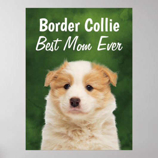 Border Collie Best Mama Poster (Vorne)