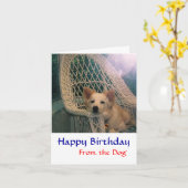Border Collie Birthday Card Karte (Gelbe Blume)