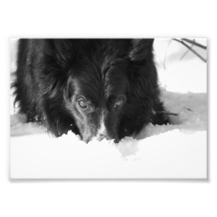 Border Collie Black and White Foto