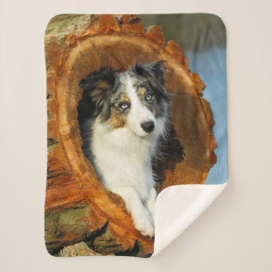 Border-Collie blaue Merle Hundekopf-Fotografie an Sherpadecke