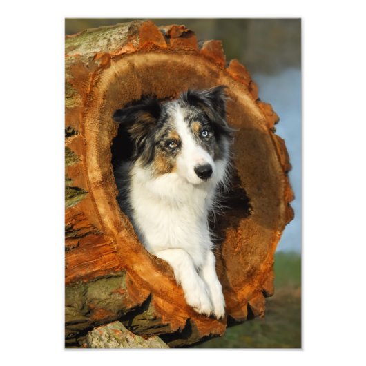 Border Collie Blue Merle Dog - Paperprint Fotodruck (Vorne)