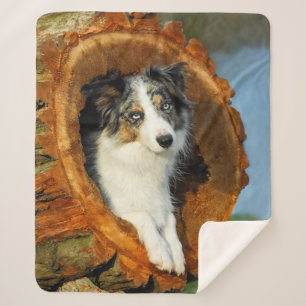 Border Collie Blue Merle Hund Head Foto Animal - Sherpadecke