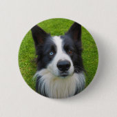 Border Collie Button (Vorderseite)