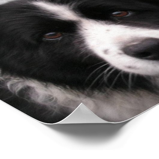Border Collie Canvas Print Poster (Ecke)