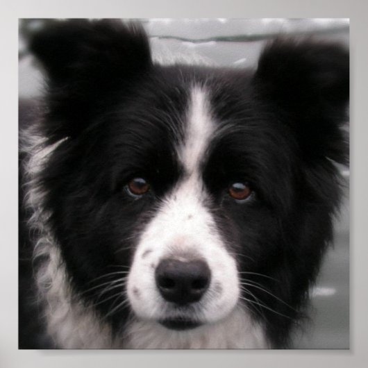 Border Collie Canvas Print Poster (Vorne)