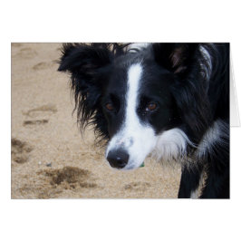 Border Collie Card