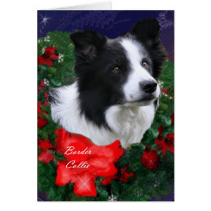 Border Collie Christmas