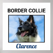 Border Collie Custom Doster Poster (Vorne)