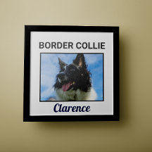 Border Collie Custom Doster