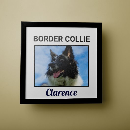 Border Collie Custom Doster Poster