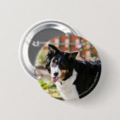 Border-Collie, die 1 keucht Button (Vorne & Hinten)