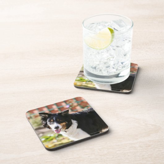 Border-Collie, die 1 keucht Getränkeuntersetzer (Rechte Seite)