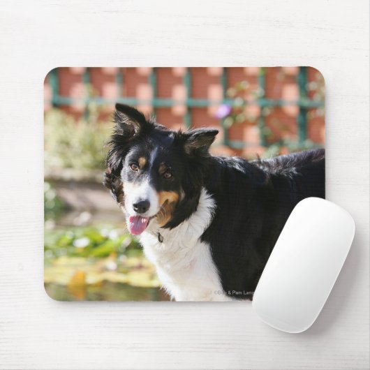 Border-Collie, die 1 keucht Mousepad (Mit Mouse)
