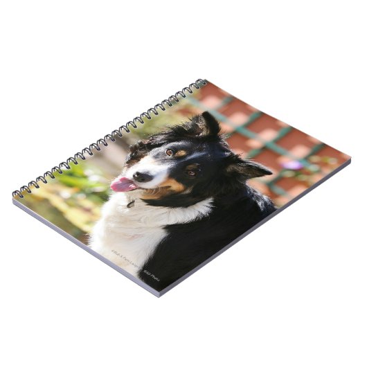 Border-Collie, die 1 keucht Notizblock (Linke Seite)