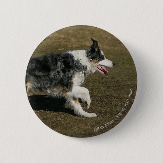Border-Collie, die 1 laufen lässt Button (Vorderseite)