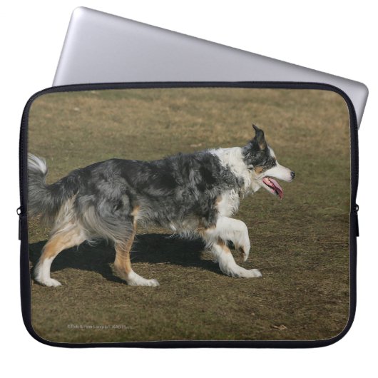 Border-Collie, die 1 laufen lässt Laptopschutzhülle (Vorderseite)