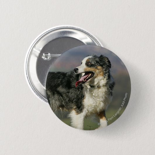 Border-Collie, die 2 keucht Button (Vorne & Hinten)
