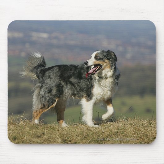 Border-Collie, die 2 keucht Mousepad (Vorne)