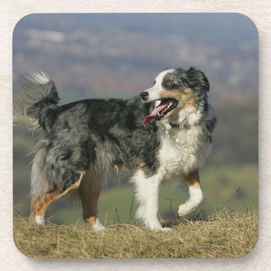Border-Collie, die 2 keucht Untersetzer (Vorderseite)