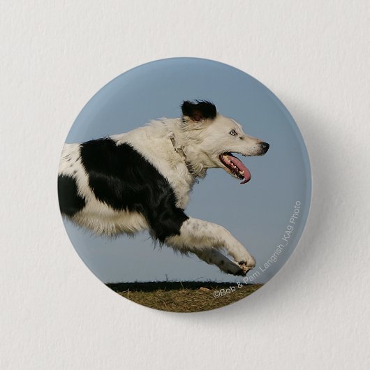 Border-Collie, die 2 laufen lässt Button (Vorderseite)