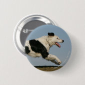 Border-Collie, die 2 laufen lässt Button (Vorne & Hinten)
