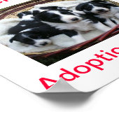 Border Collie Dog Adoptionen unterzeichnen heute Poster (Ecke)