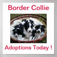Border Collie Dog Adoptionen unterzeichnen heute