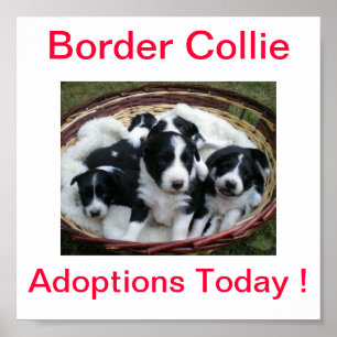 Border Collie Dog Adoptionen unterzeichnen heute Poster
