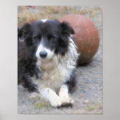 Border Collie Dog and Ball Poster (Vorne)