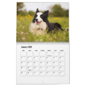Border Collie Dog Calendar Kalender (Jan 2026)