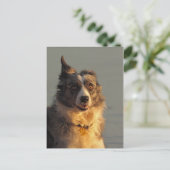 Border Collie Dog, der Postkarte ausführt (Stehend Vorderseite)