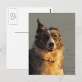 Border Collie Dog, der Postkarte ausführt (Vorne/Hinten)