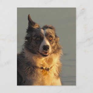 Border Collie Dog, der Postkarte ausführt