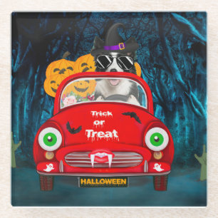 Border Collie Dog Driving Car Beängstigend Hallowe Glasuntersetzer