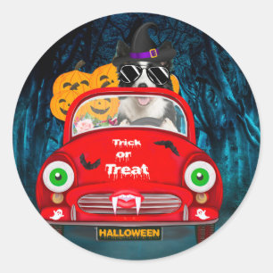 Border Collie Dog Driving Car Beängstigend Hallowe Runder Aufkleber