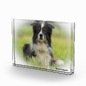 Border Collie Dog Fotoblock (Rechts)