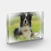 Border Collie Dog Fotoblock (Links)