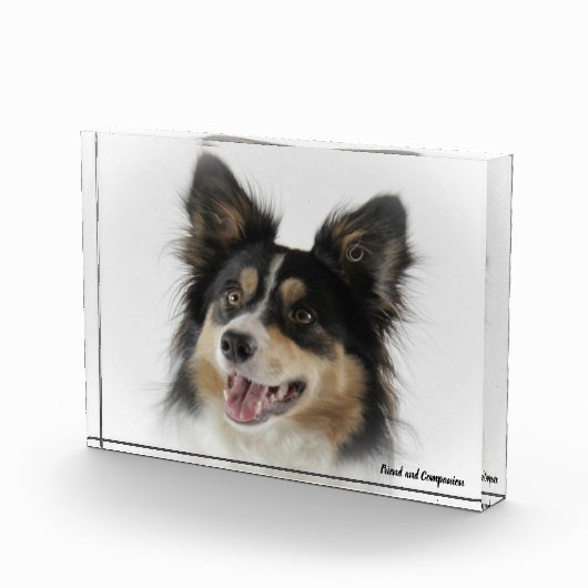 Border Collie Dog Fotoblock (Rechts)