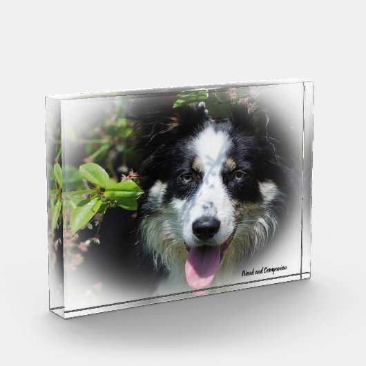 Border Collie Dog Fotoblock (Links)