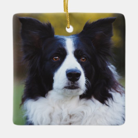 Border Collie Dog Keramikornament (Vorderseite)