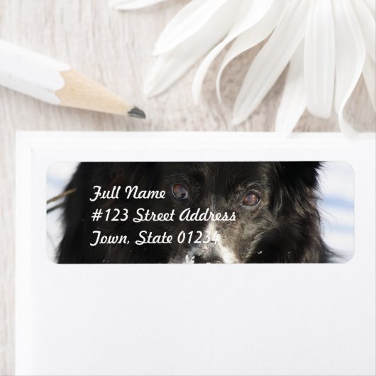 Border Collie Dog Mailing Labels (Insitu)
