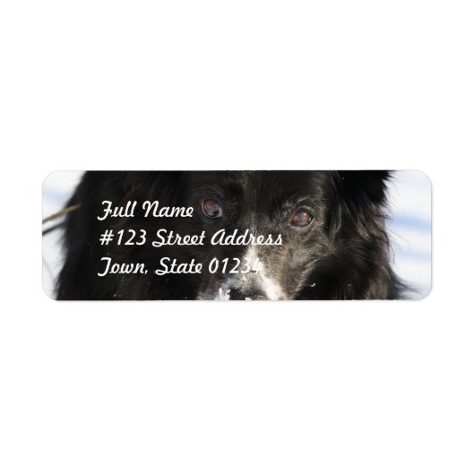 Border Collie Dog Mailing Labels (Vorne)