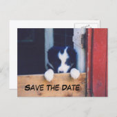 Border Collie Dog Save The Date Ankündigungspostkarte (Vorne/Hinten)