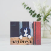 Border Collie Dog Save The Date Ankündigungspostkarte (Stehend Vorderseite)